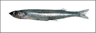 Especies de Pesca de Claromeco - ClaromecoNet.com