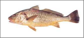 Especies de Pesca de Claromeco - ClaromecoNet.com