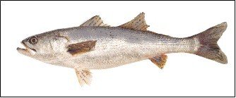 Especies de Pesca de Claromeco - ClaromecoNet.com