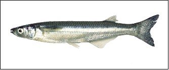 Especies de Pesca de Claromeco - ClaromecoNet.com